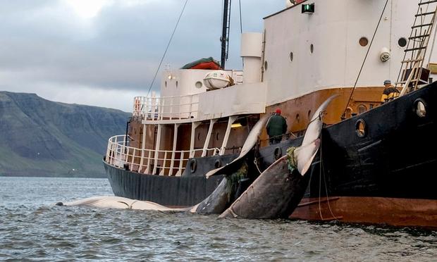 A ship pulling a whale on board.