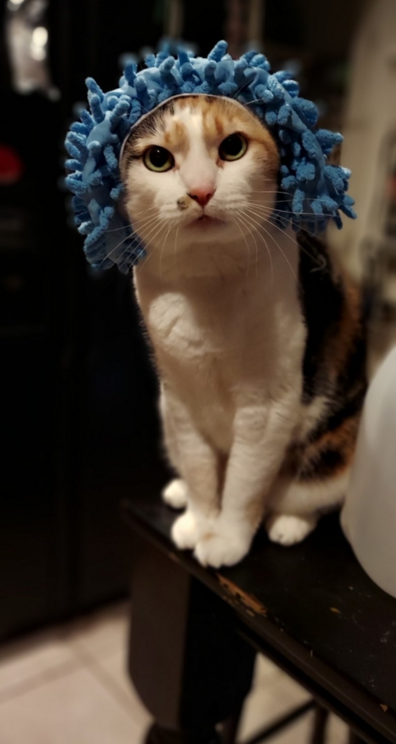 Regal, elegant, cream-colored cat with calico markings, perches on a wooden endtable. She is quite seriously sporting what looks like a shower cap. Closer inspection reveals that the cap is more of a house cleanng duster, in sky blue.