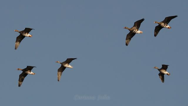 Sechs Gänse fliegen nach links, einige davon erwachsene Blässgänse, die anderen sehen eher nach Jugendlichen oder Saatgänsen aus.