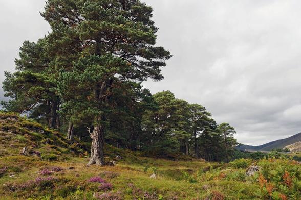 Eine Gruppe von Bäumen steht auf einem kleinen Hügel der mit Heide, Farnen und Gräsern bewachsen ist. Im Hintergrund sind Berge zu sehen. Die Farben sind grün-orange-gelb mit etwas pink in der Heide, der Himmel grau. 

A group of trees stands on a small hill covered with heather, ferns and grasses. Mountains can be seen in the background. The colors are green-orange-yellow with a little pink in the heather, the sky is grey.