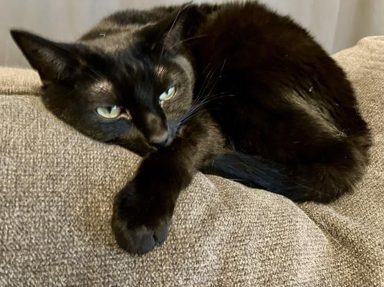 Cat Cinder