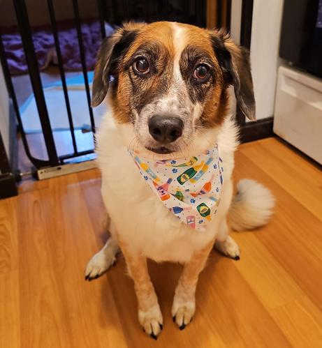 An aussie cattle dog/beagle mix is sitting while wearing a bandana that features bottles of wine, beer and champagne.