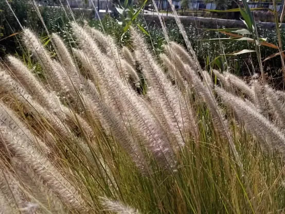 Paisaje Urbano.
