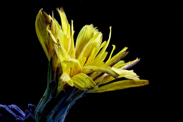 From my weed Patch..... err... I mean Lawn.  Autumn Hawkbit on the edge of a rock