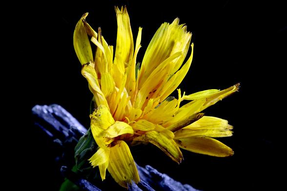 From my weed Patch..... err... I mean Lawn.  Autumn Hawkbit on the edge of a rock