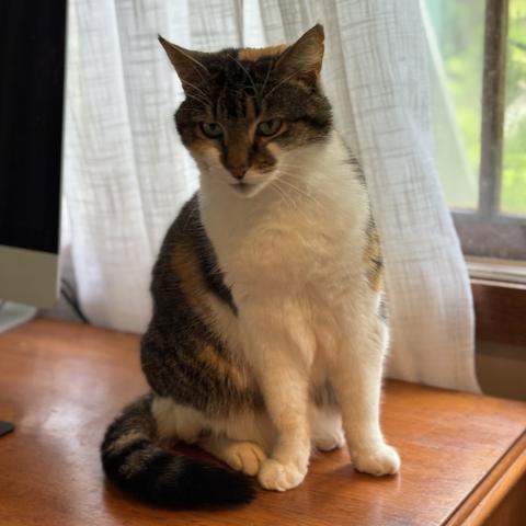 Medium hair domestic cat, brown/black/white markings.