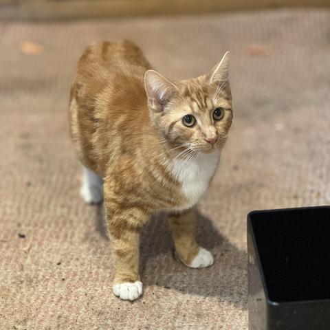 Ginger kitten with some white, about six months.