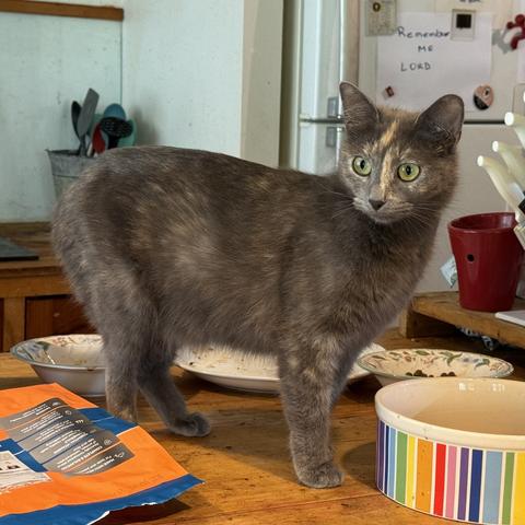 Gray short hair cat, about 12 months.