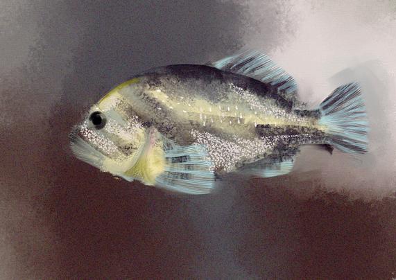 A sebastes nebulosus, a rockfish, swimming.