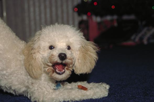 A smiling cream colored Toy Poodle named Teddy at Christmas time. Teddy was excited about getting a new chew stick. In this photo he was doing a play bow while chewing on his new chew stick.