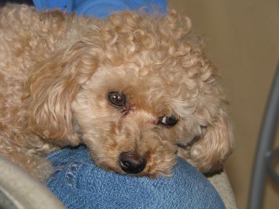 An apricot colored Toy Poodle named Riley. Riley’s favorite place to be was on the trail, but when he wasn’t out adventuring, he loved to cuddle on a lap.