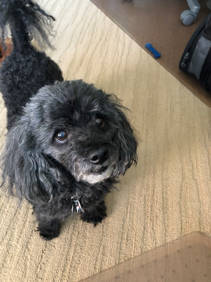 A black and grey Toy Poodle named Kiwi. Kiwi likes to hang out with us in our home office. In this photo, she’s standing on beige carpet wondering when it’ll be time for a snack. This 4 kg dog loves food more than anything else. She  also loves to complete puzzles for food…😀