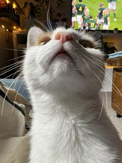 Close up of a cat looking up, her nose and mouth are prominent and the top of her head not visible