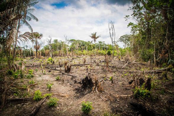 Photo by Miguel Pinheiro/CIFOR