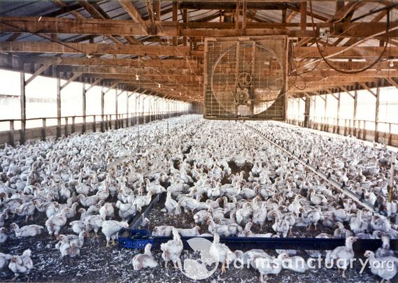 Photo by Farm Sanctuary