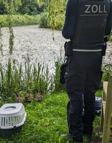 Die fünf ausgewachsenen Enten stehen am grünen Ufer Teichanlage des "Hotel Waldschlösschen" in Schleswig. Hinter ihnen stehen zwei Tiertransportboxen sowie ein Zöllner in Dienstkleidung.
