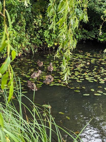 Die fünf ausgewachsenen Enten auf dem Teich der Hotelanlage "Hotel Waldschlösschen" in Schleswig zwischen Seerosenblättern.