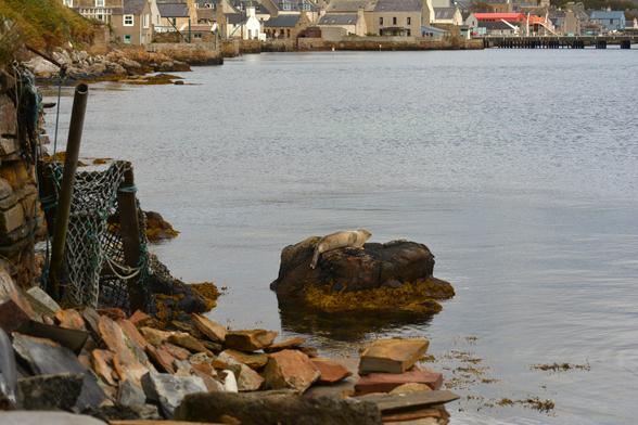 A young seal is pulled up on a tall rock in Stromness harbour. The shore houses can be seen in the background.