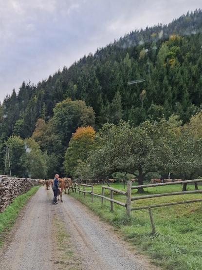 Even I mountains you have to deal with traffic. Farmer bringing the cows home at the end of a long day grazing, kinda like I was bringing a heard of student home after a long day of mapping.