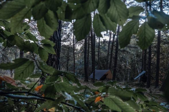 View through the tree branches to the hanging hammocks