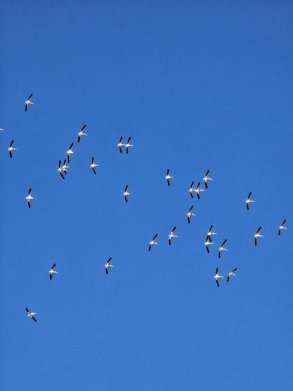 A couple dozen white pelicans with black-tipped wings fly together against a cloudless sky