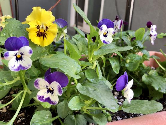 Several light purple and white viola blooms and a single yellow ruffly viola bloom surrounded by fresh green leaves and a gray painted house foundation and white vinyl window in the background.