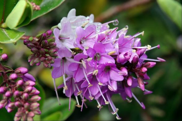 Closeup of a cluster of pink hebe flowers, fading to white on older blooms. There are a few dewdrops collected on the upper sections of the cluster