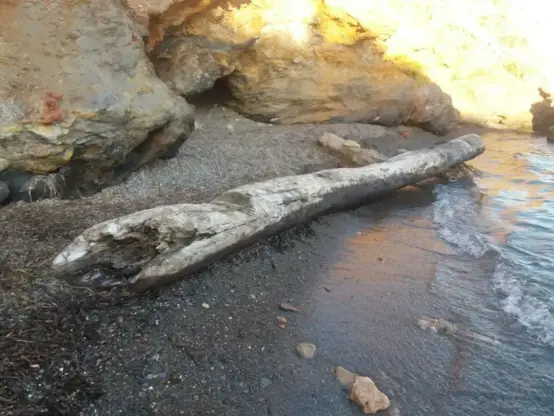 Tronco De Un Árbol En Cala Roja.