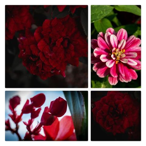A four photo collage. From the top left, clockwise, a close up photo of a pair of deep red mini roses, a bright pink geranium in the sun, a single mini rose, a macro, underside shot of unbloomed, red flowers near a green leaf