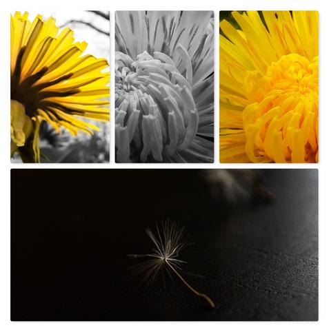 A four photo collage split into two rows. The top row shows 3 different dandelion photos, while the bottom row shows a singel. dandelion seed with fluff atop a black surface. The top row photos are, from left to right: a partial color, underside macro shot of a dandelion. The dandelion is in color while the background is gray. The middle photo is a high magnification shot of a dandelion center, in grayscale, while the right hand photo is a similar shot, in color.