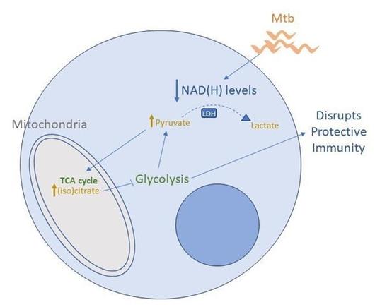 Figure showing how Mtb disrupts glycolysis in myeloid cells by depleting NAD(H) levels. Mtb infection leads to a depletion in NAD(H) levels, impairing LDH function and promoting the accumulation of pyruvate, which is metabolized by the Krebs cycle and promotes an increase in (iso)citrate levels, that can allosterically inhibit phosphofructokinase 1, disrupting the glycolytic flux and impairing immune response.