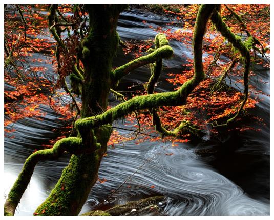 Bright green moss and rusty beech leaves set against the deep dark water of the River Braan in Perthshire, Scotland