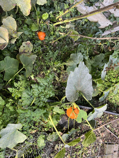 Veel groene bladeren en planten met daartussen een oranje kleine pompoen.