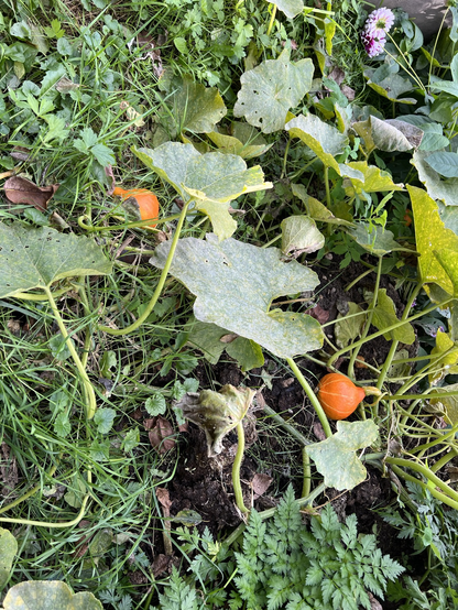 Veel groene bladeren en planten en gras met daartussen twee oranje kleine pompoens.