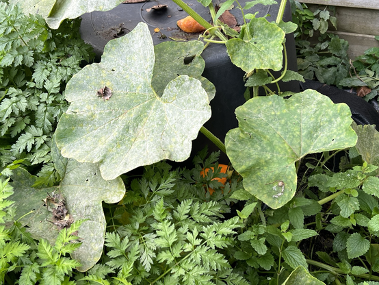 Grote bladeren met onder een plantje een oranje pompoentje. Een zachte flubbypompoen ligt  bovenop een zwarte ton die op zijn kop ligt.