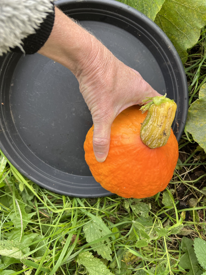 Hand houdt pompoentje vast boven zwarte schaal.