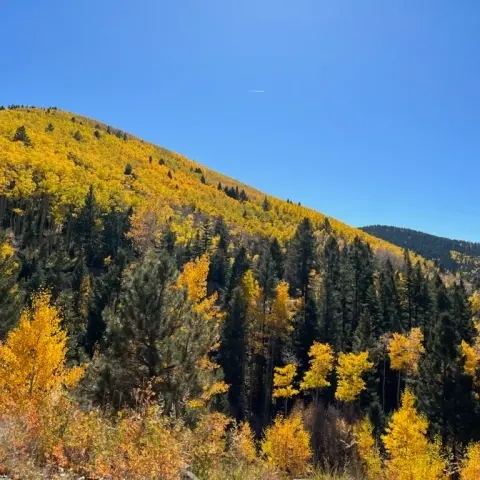 Part of the Sangre de Christo Mountains covered in Aspens with yellow leaves.