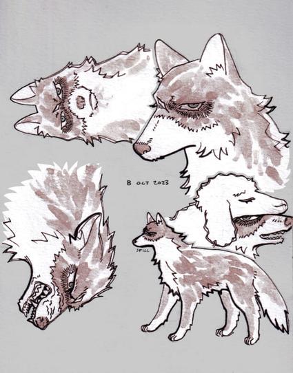 Mobile Suit Zeta Gundam fan art. A sketch page of Quattro as a reddish wolf with white fur on its snout and the bottom side of its body, darker fur below its eyes, and a scar between its eyes. The sketches are displayed in various angles, as if the page was switched around while drawing.

From left to right, top to bottom:
A front bust of Quattro.
A 3/4 bust of Quattro angled towards the left of the image.
A bust of an angry Quattro baring its fangs to growl at something unknown.
A full body sketch of Quattro.
A bust of Quattro facing the right of the image, wearing a lamb skin over its body.