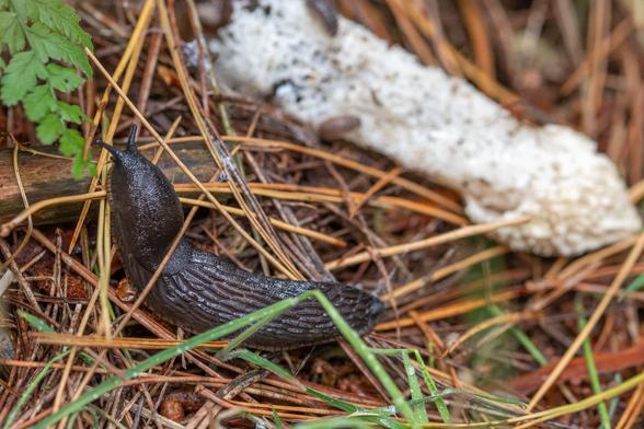 slug and stinkhorn