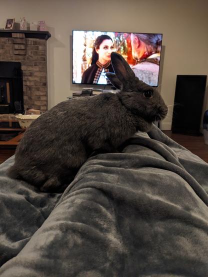 A dark grey, short haired bunny propped up on my legs which are reclined up and covered by a grey blanket. She is facing to the right, ears perked up. There is a TV in the background.