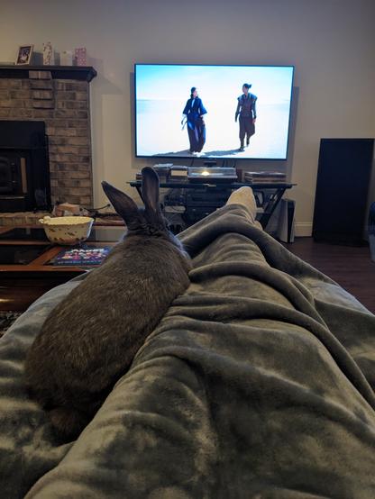 A dark grey, short haired bunny laying down next to my legs which are reclined up and covered by a grey blanket. She is facing the TV that is in the background, ears perked up.