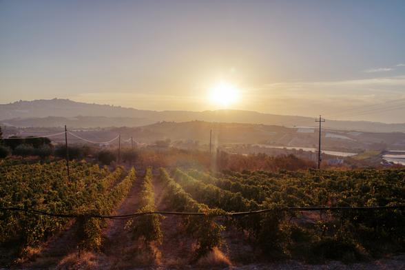 Sonnenaufgang mit Dunst über einem Weinberg