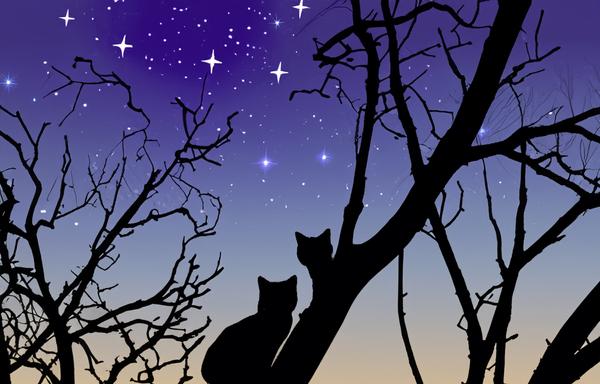 Two cats on branches at night looking at a starry sky