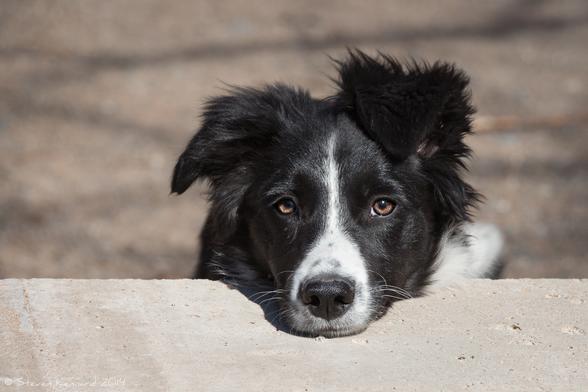 A dog is standing behind a low concrete wall with her chin resting on it, looking directly at the camera. Her face is black with a white stripe down from her forehead widening, with a few grey patches on it around her black nose. One of her ears is cocked half up, the other is down. Behind her is a grey patch of ground.