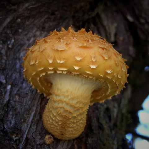 Frontal view of Golden Pholiota mushroom attached to a willow trunk; golden colour with bell shaped cap covered in flattened and upturned yellow scales, stem is curved and covered with several rings of golden cottony scales.