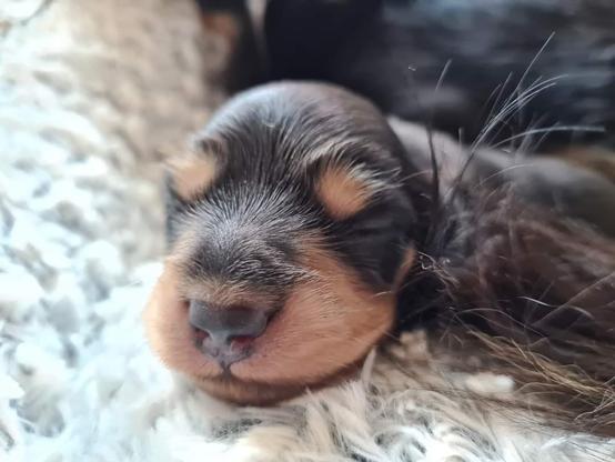 A very small, longhaired black and cream miniature dachshund puppy