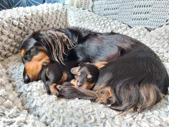 A very small, longhaired black and cream miniature dachshund puppy, cuddled up to his mother, a longhaired black and tan miniature dachshund