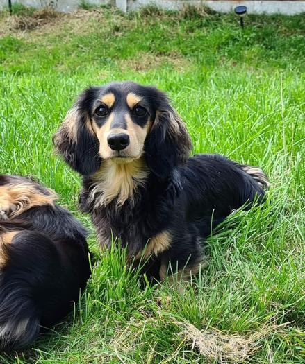 A proud looking, longhaired black and cream miniature dachshund