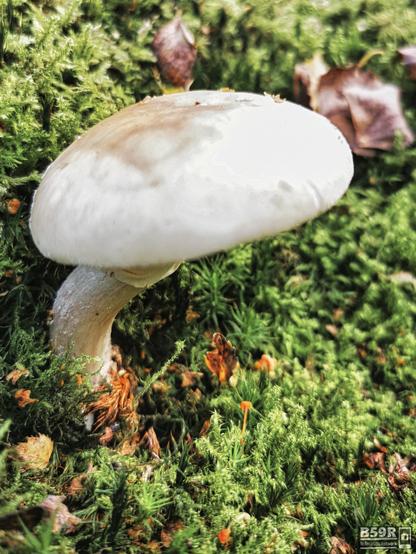 DE: Nahaufnahme eines Pilzes aus der Gattung der  der Wulstlinge (=Knollenblätterartige, Amanitas), der Perlpilz oder auch rötende Wulstling. Aufgeschirmt können die Pilze einen Hutdurchmesser von bis zu 16 cm erreichen 
EN: Close-up of a mushroom from the bulbous-leaved genus (Amanitas), the pearl mushroom or reddish bulbous mushroom. The mushrooms can reach a cap diameter of up to 16 cm when screened.