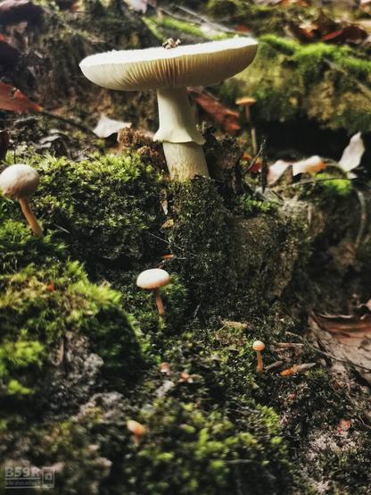 DE: Eine Gruppe von Pilzen auf einem bemoosten Baumstumpf. Im Vordergrund 3 sehr kleine Pilze, dahinter zentral in der Mitte ein großer, bereits voll aufgeschirmter Pilz. Deutlich sind die cremfarbenen Lamellen des gut 1,5 cm dicken Pilzhutes zu erkennen, Der ebenfalls cremfarbene Stiel ist gut 8 bis 10 Zentimeter lang und trägt im oberen Drittel einen angwachsenen Ring. Der Hintergrund ist leicht unscharf, es sind weitere kleine Pilze inmitten von Moos zu sehen.
EN: A group of mushrooms on a mossy tree stump. In the foreground 3 very small mushrooms, behind them in the centre a large mushroom already fully covered. The cream-coloured lamellae of the mushroom cap, which is a good 1.5 cm thick, are clearly visible. The stalk, which is also cream-coloured, is a good 8 to 10 centimetres long and has an attached ring in the upper third. The background is slightly blurred, other small mushrooms can be seen in the midst of moss.